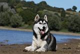 SIBERIAN HUSKY 676